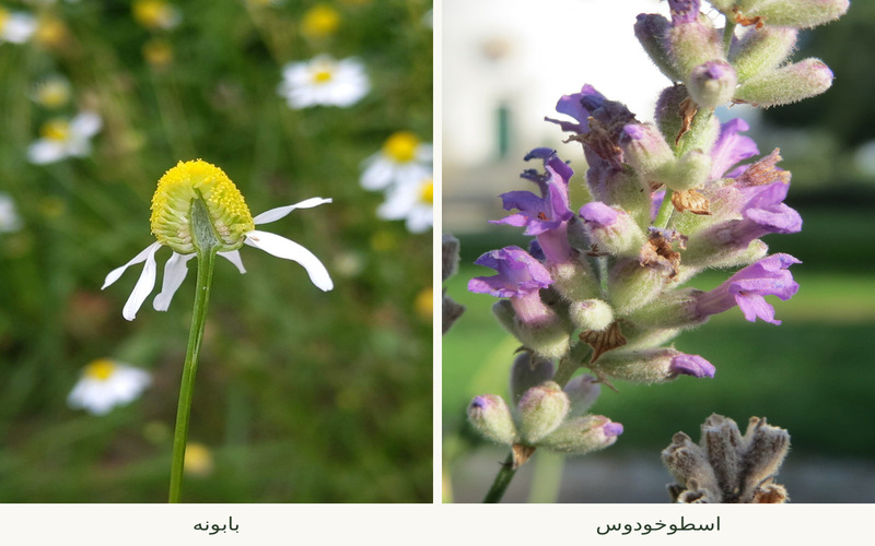 بابونه و اسطوخودوس